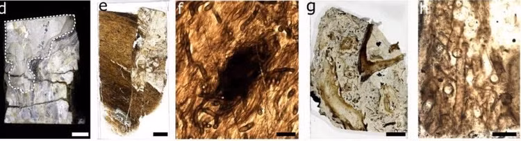 Su that chan dong ve “quai vat” khong chan tay cao 8m-Hinh-6