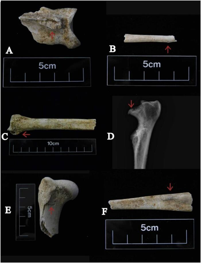 Rung minh le hien te hon 140 con cho o Anh trong mo co-Hinh-3