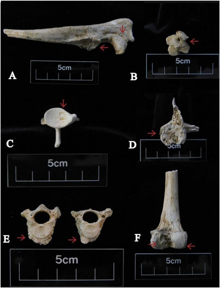 Rung minh le hien te hon 140 con cho o Anh trong mo co-Hinh-2