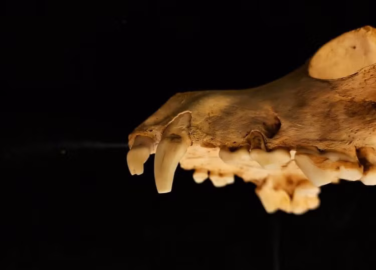 Rung minh le hien te hon 140 con cho o Anh trong mo co