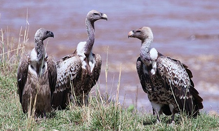 5 động vật sống dai nhất ngay cả khi gặp thảm họa toàn cầu - Hình 5 5 dong vat song dai nhat ngay ca khi gap tham hoa toan cau-Hinh-5