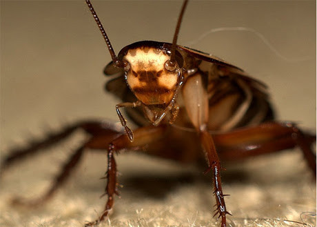 5 động vật sống dai nhất ngay cả khi gặp thảm họa toàn cầu - Hình 4 5 dong vat song dai nhat ngay ca khi gap tham hoa toan cau-Hinh-4