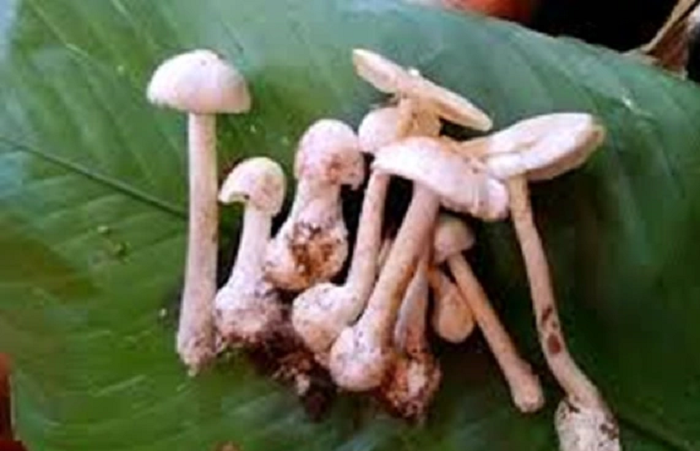 Hai vợ chồng tử vong do ăn phải nấm độc hái trong rừng Hai vo chong tu vong do an phai nam doc hai trong rung