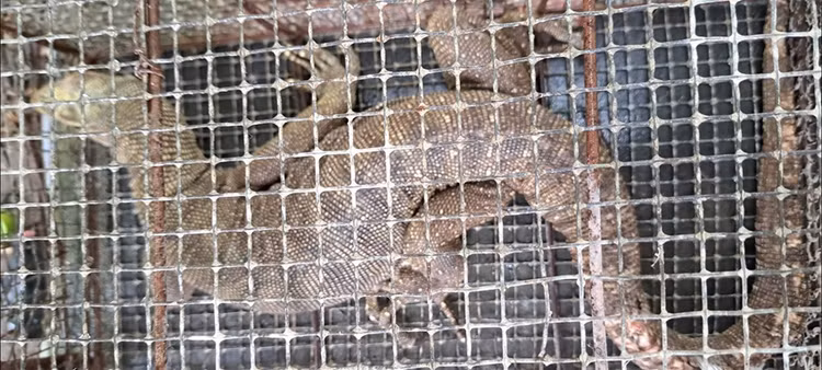 Tan muc ky da hoa quy hiem lac vao vuon nha dan o Hue