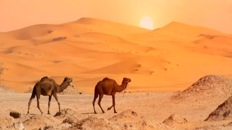 Neu lap pin mat troi phu kin sa mac Sahara, dieu gi se xay ra?-Hinh-10