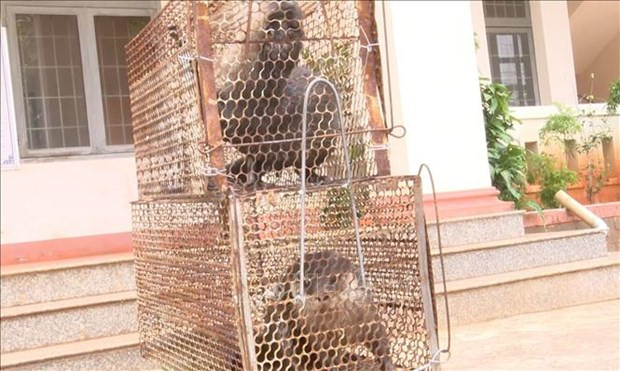Bắt được động vật trong Sách đỏ, dân Bình Phước giao cho chính quyền - Hình 3 Bat duoc dong vat trong Sach do, dan Binh Phuoc giao cho chinh quyen-Hinh-3