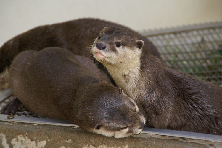 Bắt được động vật trong Sách đỏ, dân Bình Phước giao cho chính quyền - Hình 6 Bat duoc dong vat trong Sach do, dan Binh Phuoc giao cho chinh quyen-Hinh-6