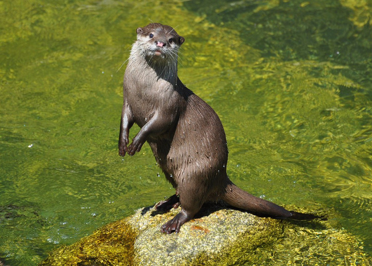 Bắt được động vật trong Sách đỏ, dân Bình Phước giao cho chính quyền - Hình 7 Bat duoc dong vat trong Sach do, dan Binh Phuoc giao cho chinh quyen-Hinh-7