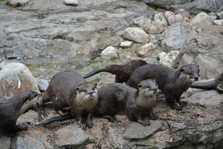 Bắt được động vật trong Sách đỏ, dân Bình Phước giao cho chính quyền - Hình 5 Bat duoc dong vat trong Sach do, dan Binh Phuoc giao cho chinh quyen-Hinh-5