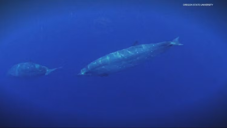 Day bien thung 4 lo, thu bi vui lap 2 trieu nam bong 