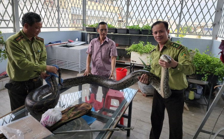 Tận mục trăn đất khủng 10 kg "đột nhập" nhà dân ở TP.HCM - Hình 6 Tan muc tran dat khung 10 kg