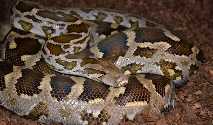 Tan muc tran dat khung 10 kg 