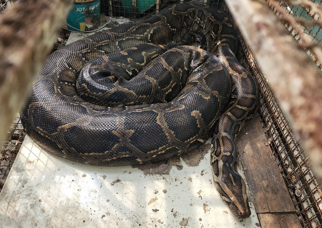 Tận mục trăn đất khủng 10 kg "đột nhập" nhà dân ở TP.HCM - Hình 5 Tan muc tran dat khung 10 kg