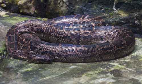 Tận mục trăn đất khủng 10 kg "đột nhập" nhà dân ở TP.HCM - Hình 2 Tan muc tran dat khung 10 kg