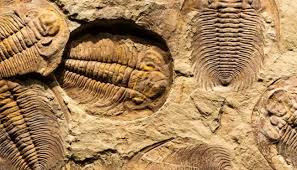 Ky thu hoa thach bo ba thuy hon 500 trieu nam tuoi-Hinh-8