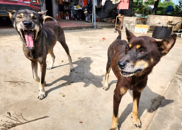 Quang Ninh: Cong bo benh dich dai sau khi mot cho can 14 nguoi