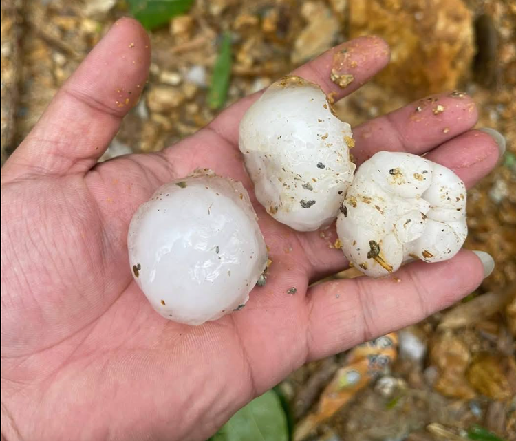 Mua da to bang qua trung ga roi day dac o Ha Giang