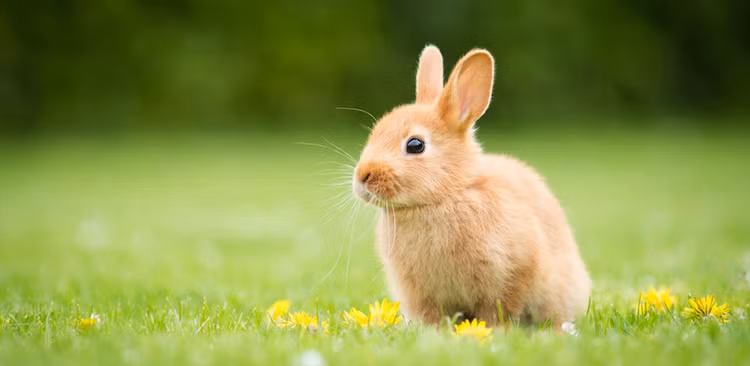 Vi sao nguoi Trung Quoc don nam Tho thay vi nam Meo giong Viet Nam?-Hinh-7