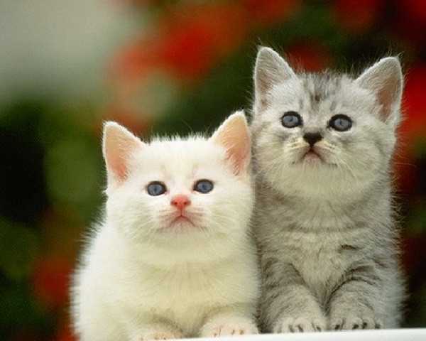 Vi sao nguoi Trung Quoc don nam Tho thay vi nam Meo giong Viet Nam?-Hinh-4