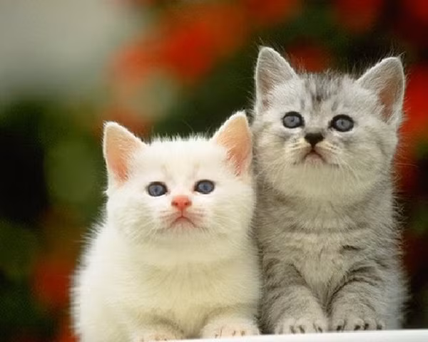 Vi sao nguoi Trung Quoc don nam Tho thay vi nam Meo giong Viet Nam?-Hinh-4