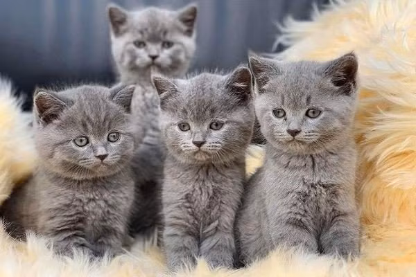 Vi sao nguoi Trung Quoc don nam Tho thay vi nam Meo giong Viet Nam?-Hinh-9