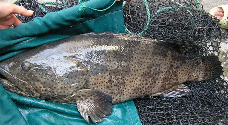 Cty Tuyen than Cua Ong chi gan 5 ty mua ca song tang cong nhan