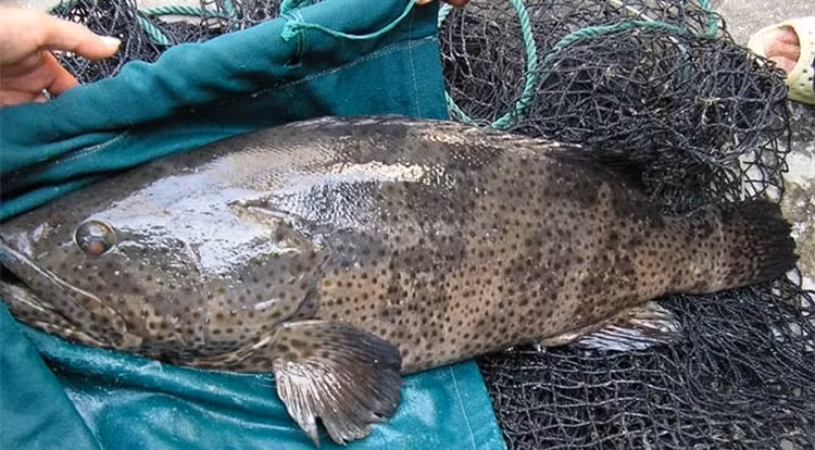 Cty Tuyển than Cửa Ông chi gần 5 tỷ mua cá song tặng công nhân Cty Tuyen than Cua Ong chi gan 5 ty mua ca song tang cong nhan