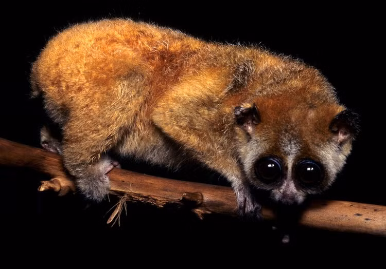 VQG Cat Tien nhan ca the cu li: Loai “quy nhu vang” o Viet Nam!-Hinh-4