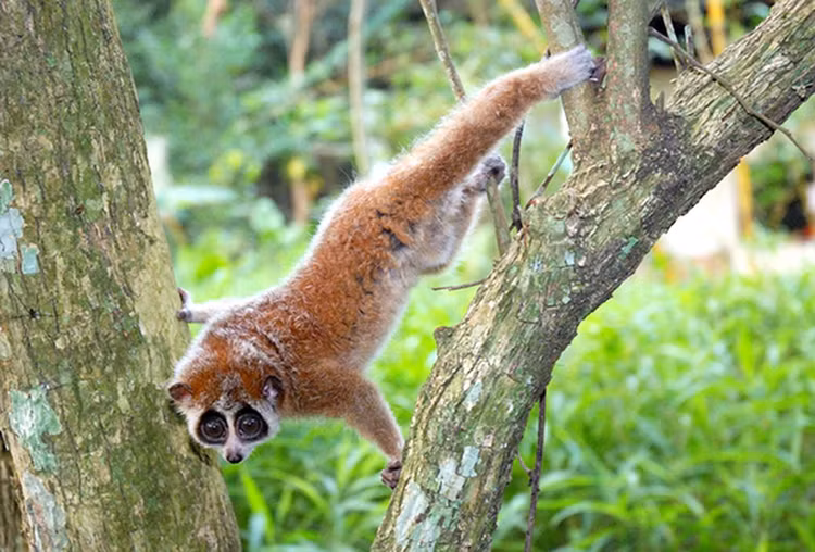 VQG Cat Tien nhan ca the cu li: Loai “quy nhu vang” o Viet Nam!-Hinh-7