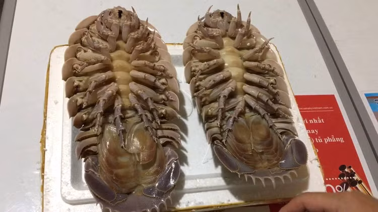 Su that ky la ve loai bo bien khong lo dat hon... tom hum-Hinh-8