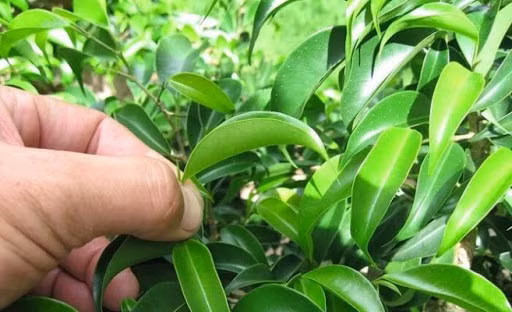 Vi sao nguoi Viet co tuc nhuom mong tru ta dip Tet Doan Ngo?-Hinh-7