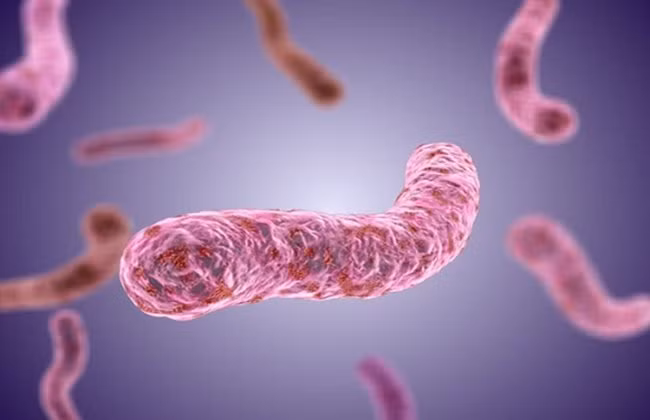 Vi khuẩn Burkholderia pseudomallei gây bệnh Whitmore được liệt vào danh sách vi khuẩn có tính khủng bố sinh học.
