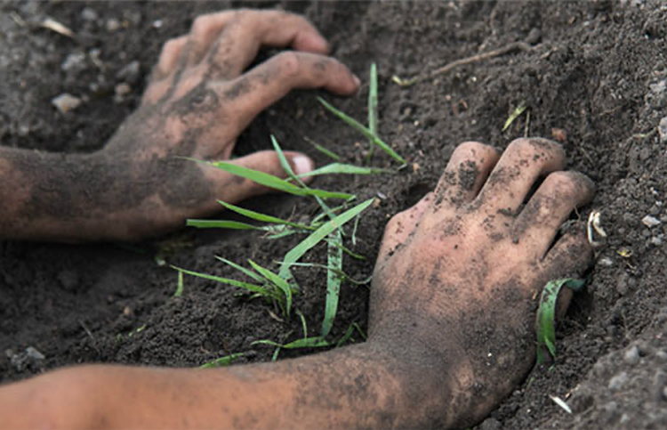 Sự đáng sợ của loại vi khuẩn gây bệnh Whitmore - Hình 2 Vi khuẩn gây bệnh Whitmore sống rất lâu trong đất.