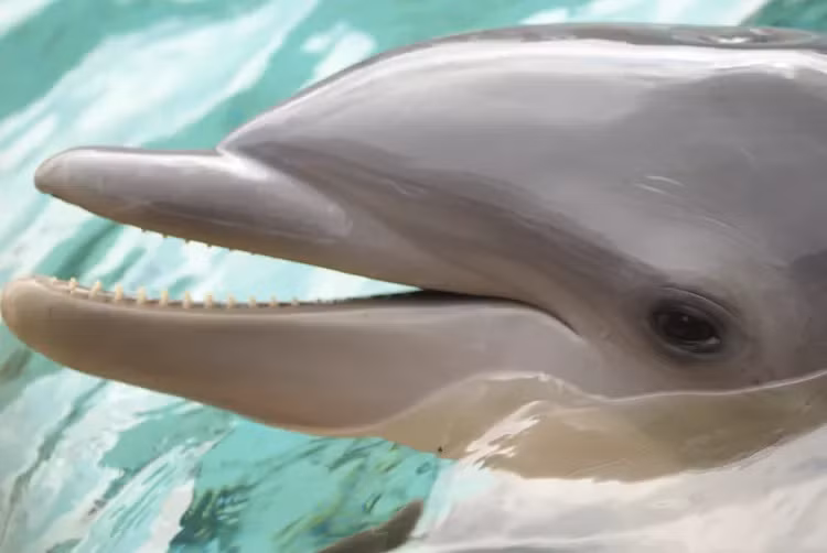 Top 3 loai dong vat thong minh nhat Trai dat, ngo ngang so 3-Hinh-2