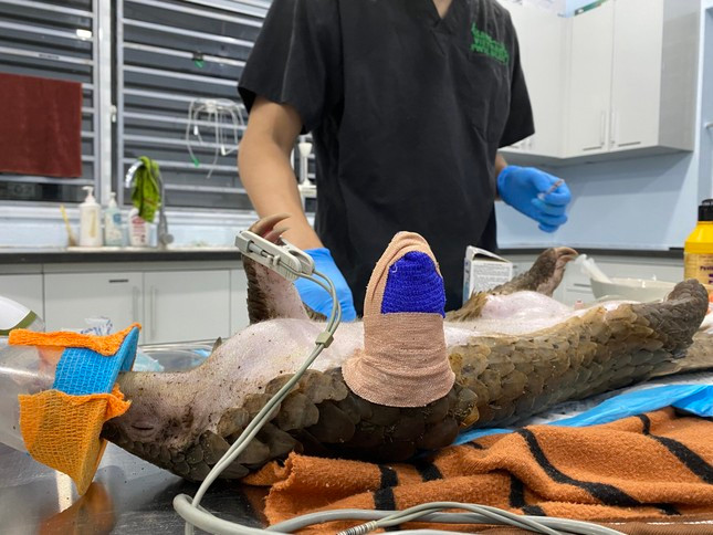 11 ca the te te Java moi duoc giai cuu quy hiem the nao?-Hinh-4