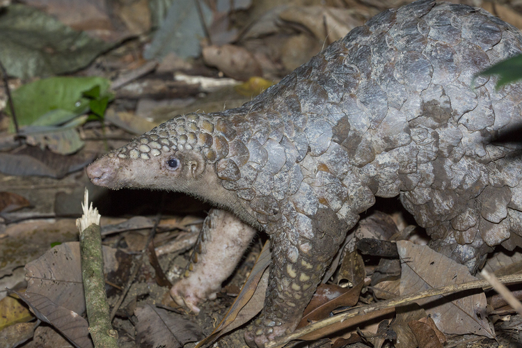 11 ca the te te Java moi duoc giai cuu quy hiem the nao?-Hinh-6