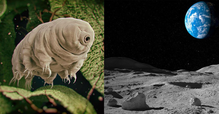 Phát hiện mới về sinh vật 'bất tử', chuyên gia mừng ra mặt - Hình 5 Phat hien moi ve sinh vat 'bat tu', chuyen gia mung ra mat-Hinh-5