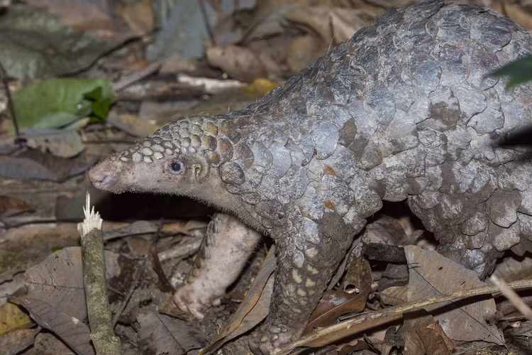 Te te di lac vao vuon dieu o Binh Phuoc la loai quy hiem-Hinh-4