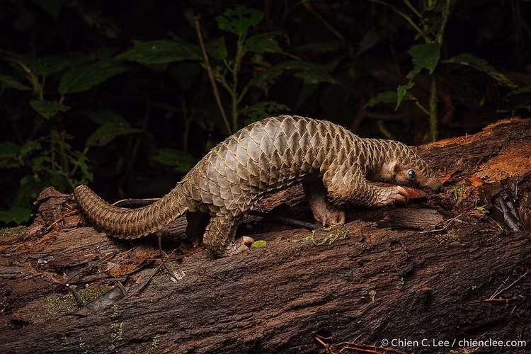 Te te di lac vao vuon dieu o Binh Phuoc la loai quy hiem-Hinh-5