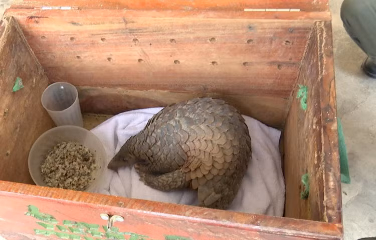 Te te di lac vao vuon dieu o Binh Phuoc la loai quy hiem-Hinh-10