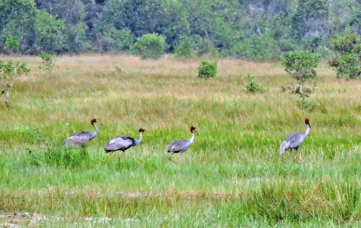 Bảo tồn Sếu đầu đỏ tại VQG Tràm Chim: Loài trong Sách Đỏ - Hình 3 Bao ton Seu dau do tai VQG Tram Chim: Loai trong Sach Do-Hinh-3