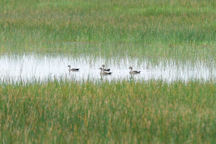 Bảo tồn Sếu đầu đỏ tại VQG Tràm Chim: Loài trong Sách Đỏ - Hình 5 Bao ton Seu dau do tai VQG Tram Chim: Loai trong Sach Do-Hinh-5
