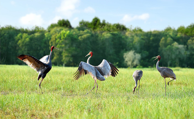 Bảo tồn Sếu đầu đỏ tại VQG Tràm Chim: Loài trong Sách Đỏ - Hình 8 Bao ton Seu dau do tai VQG Tram Chim: Loai trong Sach Do-Hinh-8