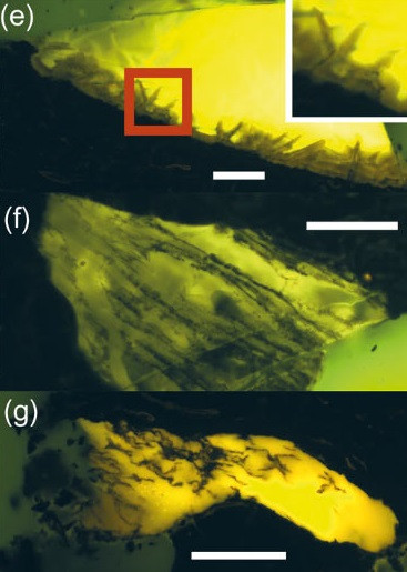 Nong: Lan dau tien phat hien ho phach o Nam Cuc-Hinh-8