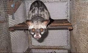 Tha cay voi huong 3,8 kg ve rung: Loai quy hiem nhat Viet Nam!-Hinh-2