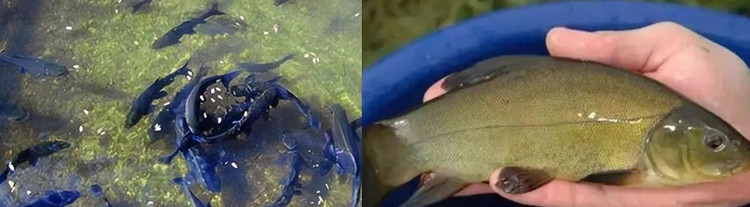 Phat hien “suoi ca” bi an duoi san, lao nong “doi doi” trong mot dem-Hinh-5