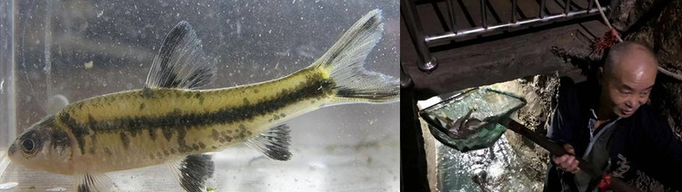 Phat hien “suoi ca” bi an duoi san, lao nong “doi doi” trong mot dem