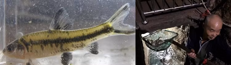 Phat hien “suoi ca” bi an duoi san, lao nong “doi doi” trong mot dem