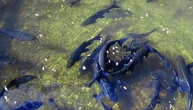 Phat hien “suoi ca” bi an duoi san, lao nong “doi doi” trong mot dem-Hinh-4