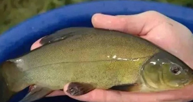 Phat hien “suoi ca” bi an duoi san, lao nong “doi doi” trong mot dem-Hinh-3